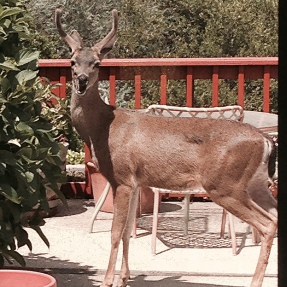 Meet your Posher, Joyce - Picture 1 of 1